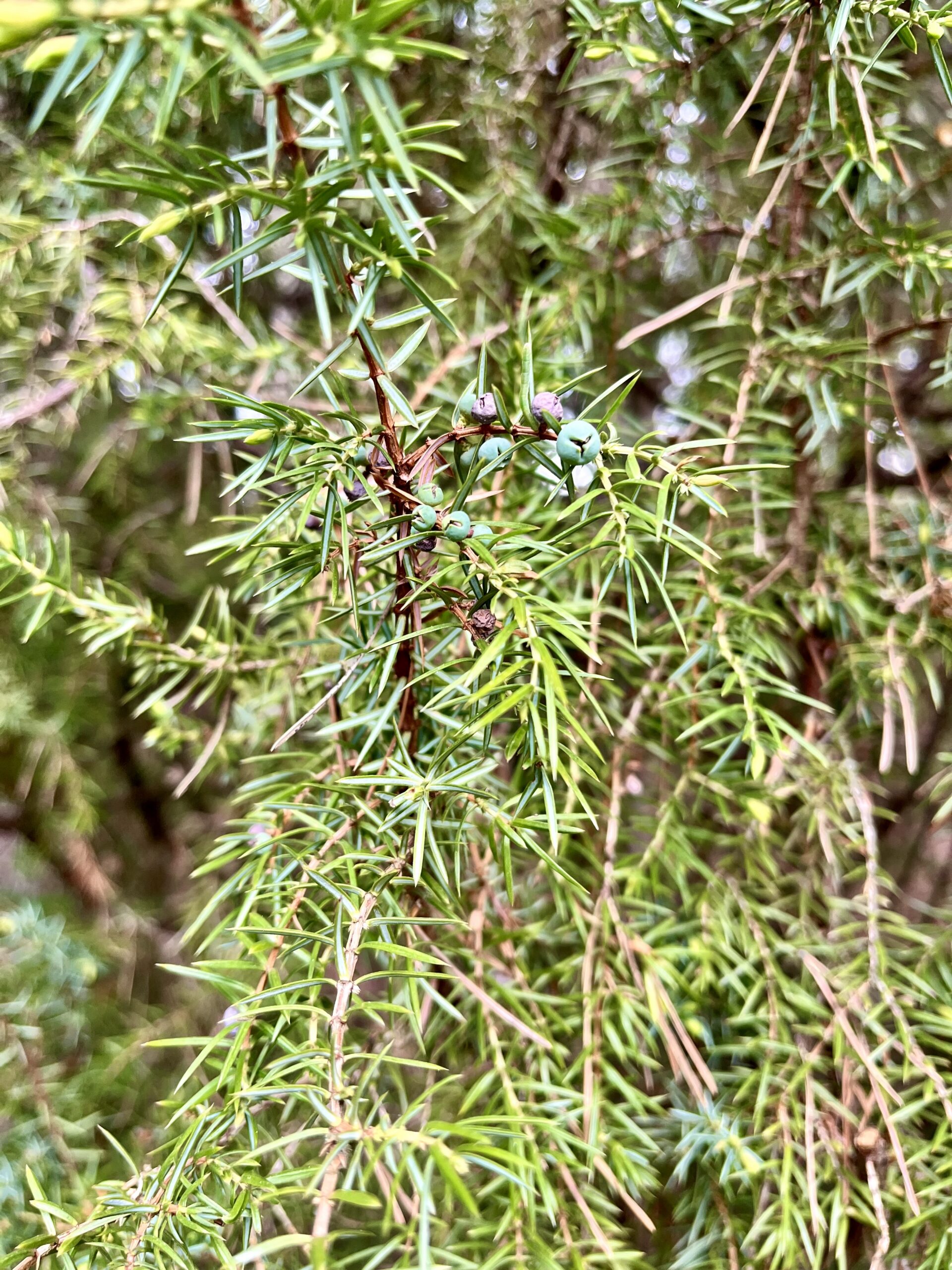 Juniper and juniper berries