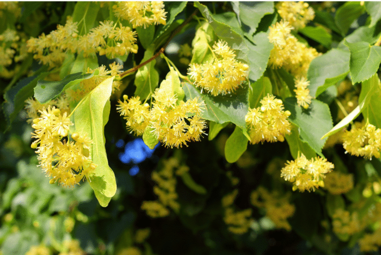 linden blossoms