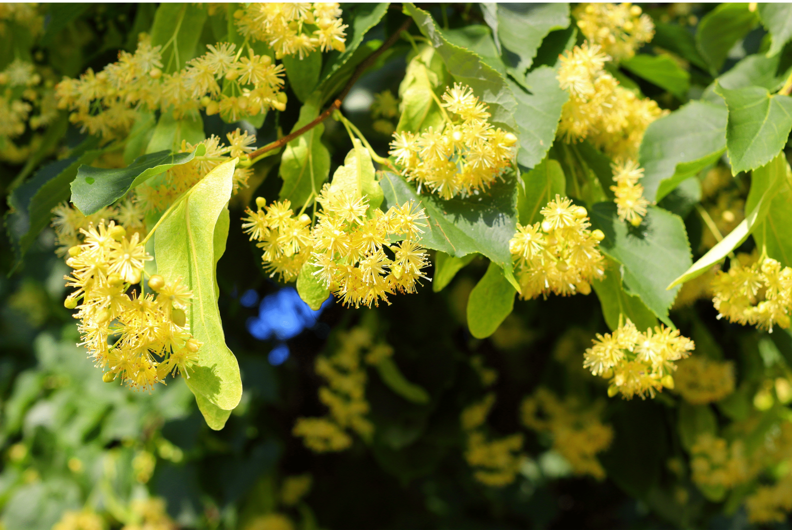 linden blossoms