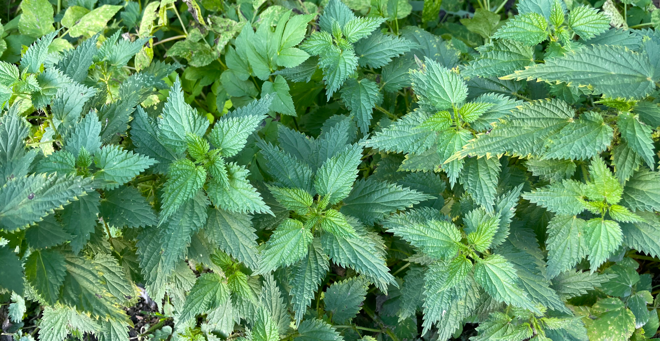 Brännässla (Urtica dioica L.) – en mångsidig medicinal-, livsmedels- och nyttoväxt