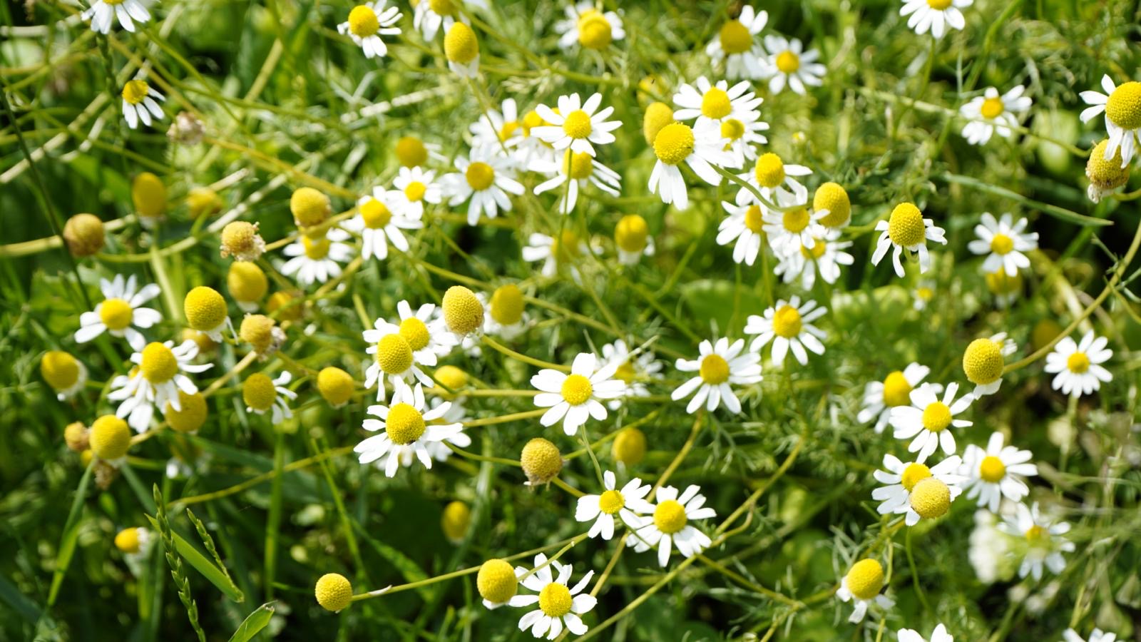 chamomile