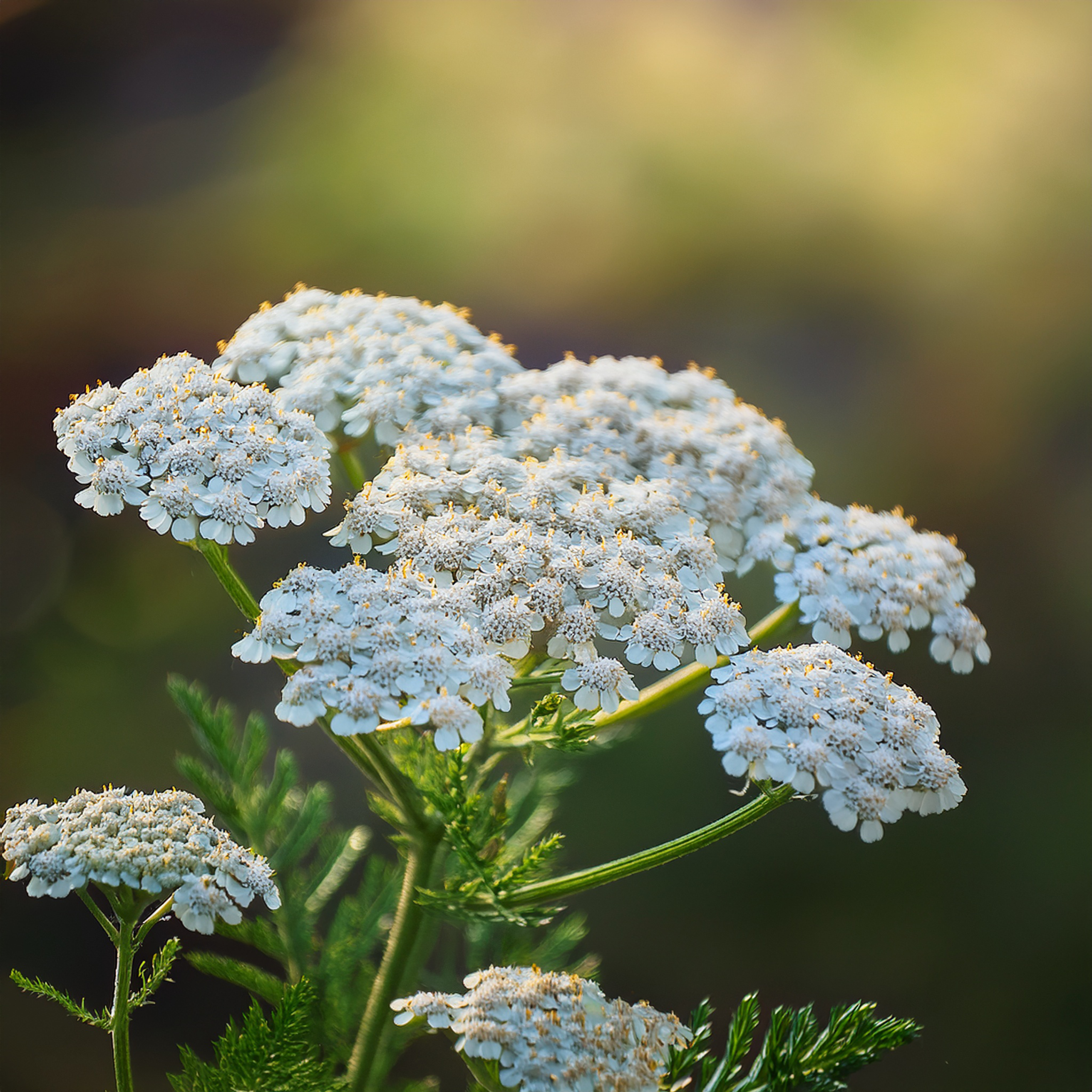 Yarrow flower