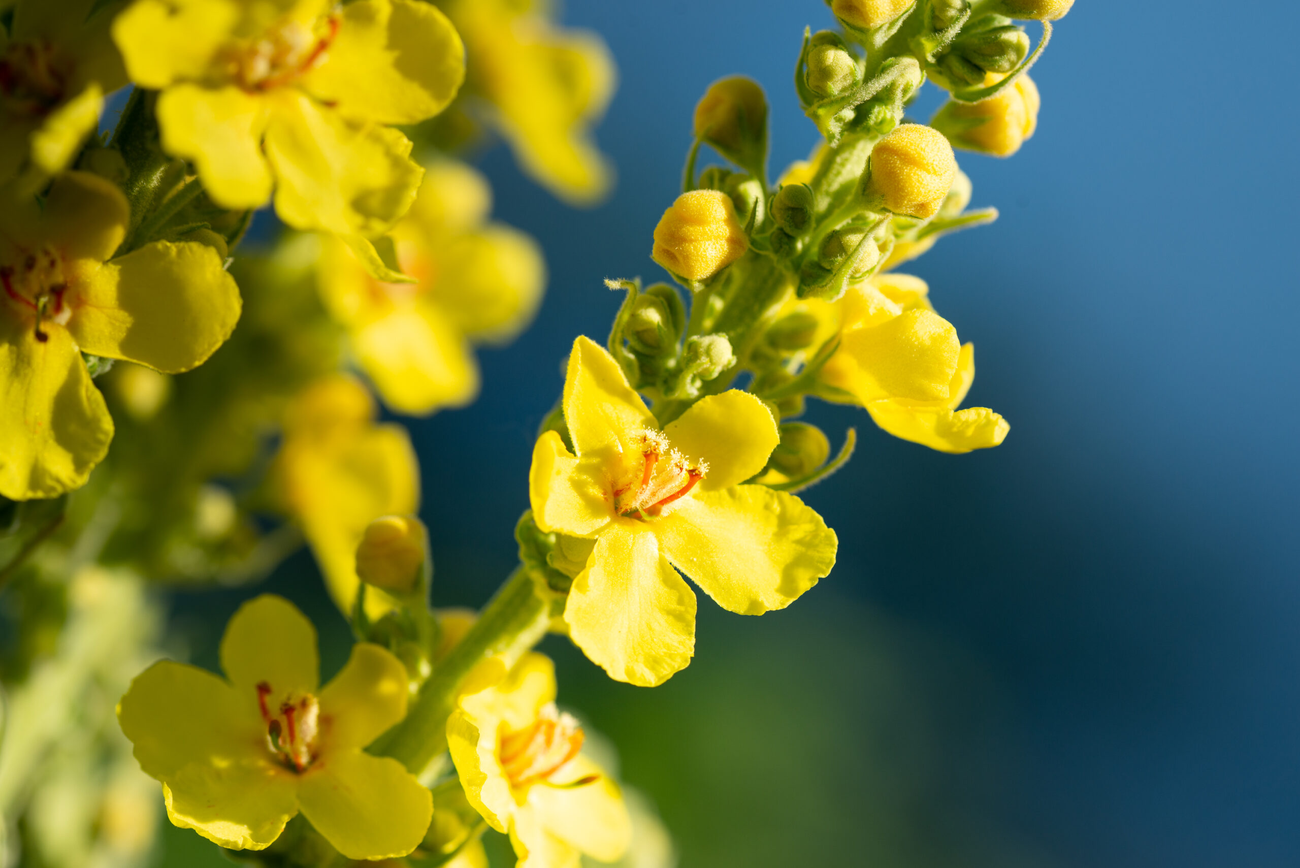 Great Mullein (Verbascum thapsus)